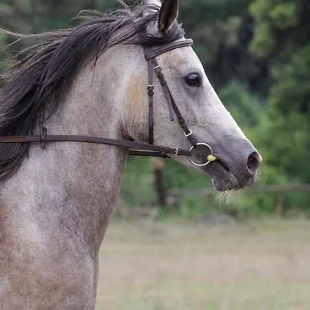 Danica Casa de hóspedes 2*