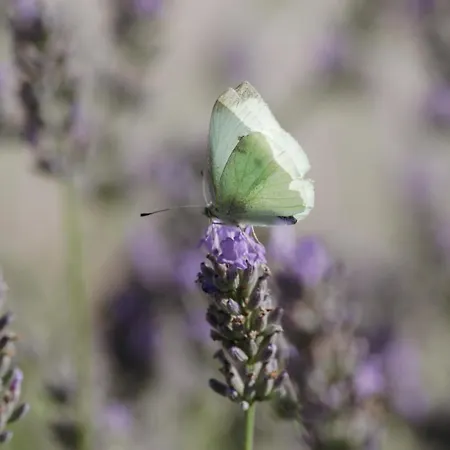 Casa de hóspedes Danica